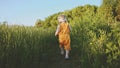 Child girl walking through the grass baby first steps milestones outdoor Royalty Free Stock Photo