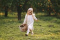 Child girl walking in oranges garden harvesting fruits in wicker basket family lifestyle Royalty Free Stock Photo