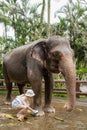 Child girl is washing and cleaning an elephant in sanctuary park at Bali, Indonesia.