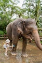 Child girl is washing and cleaning an elephant in sanctuary park at Bali, Indonesia.