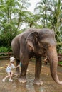 Child girl is washing and cleaning an elephant in sanctuary park at Bali, Indonesia.