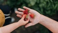 Child giving mother red, ripe, fresh strawberry in garden, close-up. Royalty Free Stock Photo