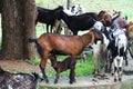 Child goat near the mother surrounded by other beautiful goats Royalty Free Stock Photo