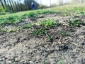 A child going into the distance, plants on the ground