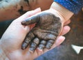 The child got his hands dirty in black nail polish. Hands of the baby in black paint. Baby draws with hands Royalty Free Stock Photo