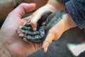 The child got his hands dirty in black nail polish. Hands of the baby in black paint. Baby draws with hands Royalty Free Stock Photo