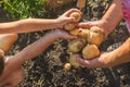 A child with a grandmother collect a potato crop. Selective focus