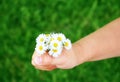 Child hand with daisies Royalty Free Stock Photo