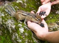 Child Hand Feeding Chipmunk Royalty Free Stock Photo