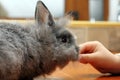 Child hand feeding rabbit Royalty Free Stock Photo