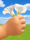 Child hand with flowers Royalty Free Stock Photo