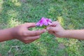 Child hand giving purple pink flowers with copy space. Friendship, kindness, caring, giving love and care concept. Royalty Free Stock Photo