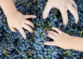 Child hand in the grapes basket Royalty Free Stock Photo