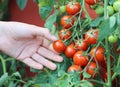 Child hand harvesting tomatoes from an urban garden
