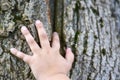 Child hand is held by the palm of the hand over the trunk of the old tree, the protection of nature, the copy-paste