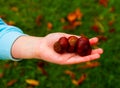 Child hand holding conkers Royalty Free Stock Photo