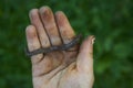 Child hand holding earthworm Royalty Free Stock Photo