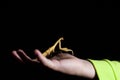 Child hand holding living insect mantis at night dark background copyspace
