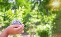 child hand holding money in glass jar and plant growing in lian,investment Royalty Free Stock Photo