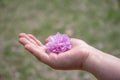 Child hand holding pink gentle flower in nature. Close up photography