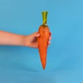 Child hand holding raw carrot front view Royalty Free Stock Photo