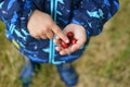 CHILD HAND HOLDING RED SEEMS