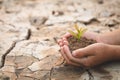 Child hand holding a small seedling on the background of dry and cracked soil, plant a tree, reduce global warming, World Royalty Free Stock Photo