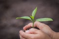 Child hand holding a small seedling, plant a tree, reduce global warming, World Environment Day Royalty Free Stock Photo