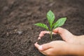 Child hand holding a small seedling, plant a tree, reduce global warming, World Environment Day Royalty Free Stock Photo