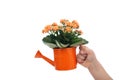 Child hand holding small watering can with flowers Royalty Free Stock Photo