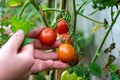 Child hand of a little farmer harvesting organic tomatoes in its own garden checking ripe tomatoes and unripe vegetables as health