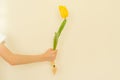 Child hand with one flower yellow tulip with bulb, background light wall, gives flower, spring holiday Royalty Free Stock Photo