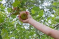 Child hand picking apple from tree Royalty Free Stock Photo