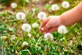 Child hand picking dandelion. Royalty Free Stock Photo