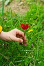 child hand picking a red flower. spring time. first spring flowers Royalty Free Stock Photo