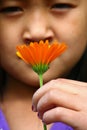 child hand picking up a a daisy flower Royalty Free Stock Photo