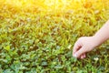 Child hand picks small daisy in summer, cropped image. Earth day Royalty Free Stock Photo