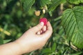 Child hand is plucking ripe raspberry on green leaves background Royalty Free Stock Photo