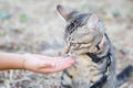 Hand stretched towards a little kitten cat outside