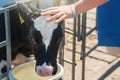 Child hand stroking head of calf on dairy farm, close up Royalty Free Stock Photo