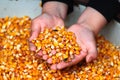 Child hands with corn seeds