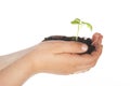 Child hands with growing plant Royalty Free Stock Photo