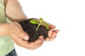 Child hands with growing plant Royalty Free Stock Photo