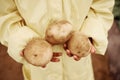 Child, hands or harvesting potatoes in farming greenhouse, agriculture field or nature environment growth or