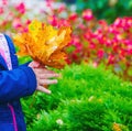 Child hands holding autumn leaves Royalty Free Stock Photo