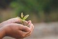 Child hands holding and caring a young green plant, Hand protects seedlings that are growing, planting tree, reduce global warming Royalty Free Stock Photo