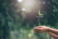 Child hands holding and caring a young green plant, Hand protects seedlings that are growing, planting tree, reduce global warming Royalty Free Stock Photo