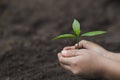 Child hands holding and caring a young green plant, Seedlings are growing from abundant soil, planting tree, reduce global warming Royalty Free Stock Photo