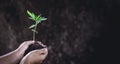 Child hands holding and caring a young green plant, Seedlings are growing from abundant soil, planting tree, reduce global warming Royalty Free Stock Photo