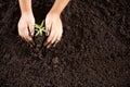 Child hands holding and caring a young green plant, Seedlings are growing from abundant soil, planting trees, Royalty Free Stock Photo